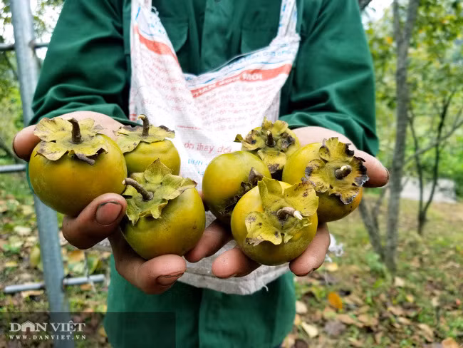 Vung dat co loai qua ten nghe nhu chim vi ngon 'tuyet pham'-Hinh-7