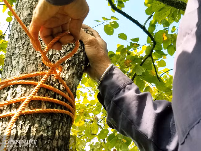 Vung dat co loai qua ten nghe nhu chim vi ngon 'tuyet pham'-Hinh-6