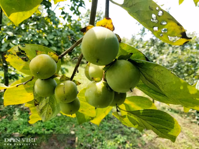 Vung dat co loai qua ten nghe nhu chim vi ngon 'tuyet pham'-Hinh-4