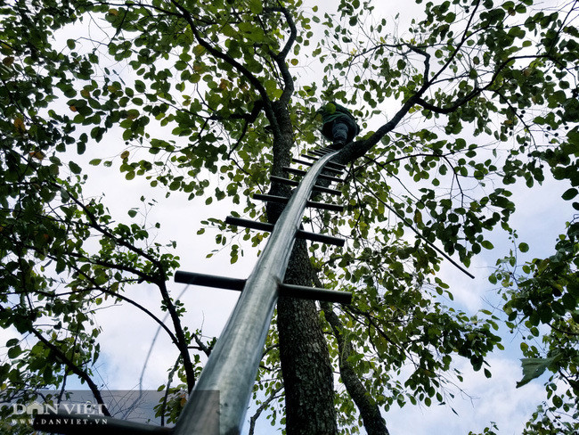 Vung dat co loai qua ten nghe nhu chim vi ngon 'tuyet pham'