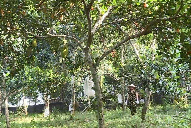 Giong mit la khong lo, moi nam thu loi 300 trieu-Hinh-2