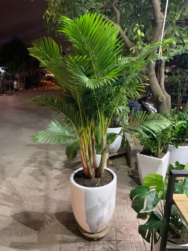 5 loại cây phong thủy sinh lộc, trừ tà cực tốt 5 loai cay phong thuy sinh loc, tru ta cuc tot