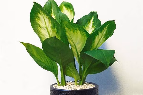 5 loai cay phong thuy sinh loc, tru ta cuc tot-Hinh-2