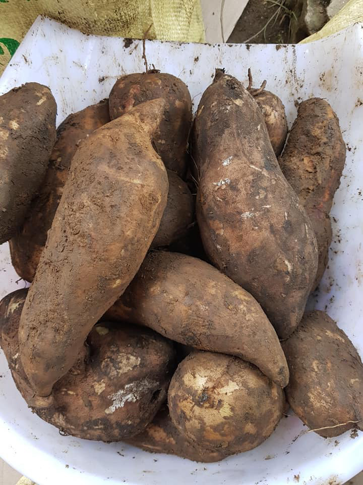Khoai sâm Lào Cai: Thơm mùi nhân sâm, giá rẻ như khoai lang - Hình 3 Khoai sam Lao Cai: Thom mui nhan sam, gia re nhu khoai lang-Hinh-3