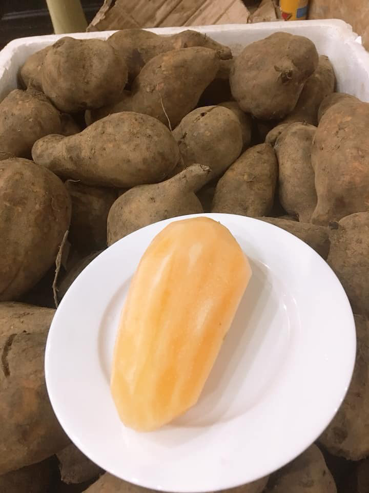 Khoai sâm Lào Cai: Thơm mùi nhân sâm, giá rẻ như khoai lang - Hình 4 Khoai sam Lao Cai: Thom mui nhan sam, gia re nhu khoai lang-Hinh-4