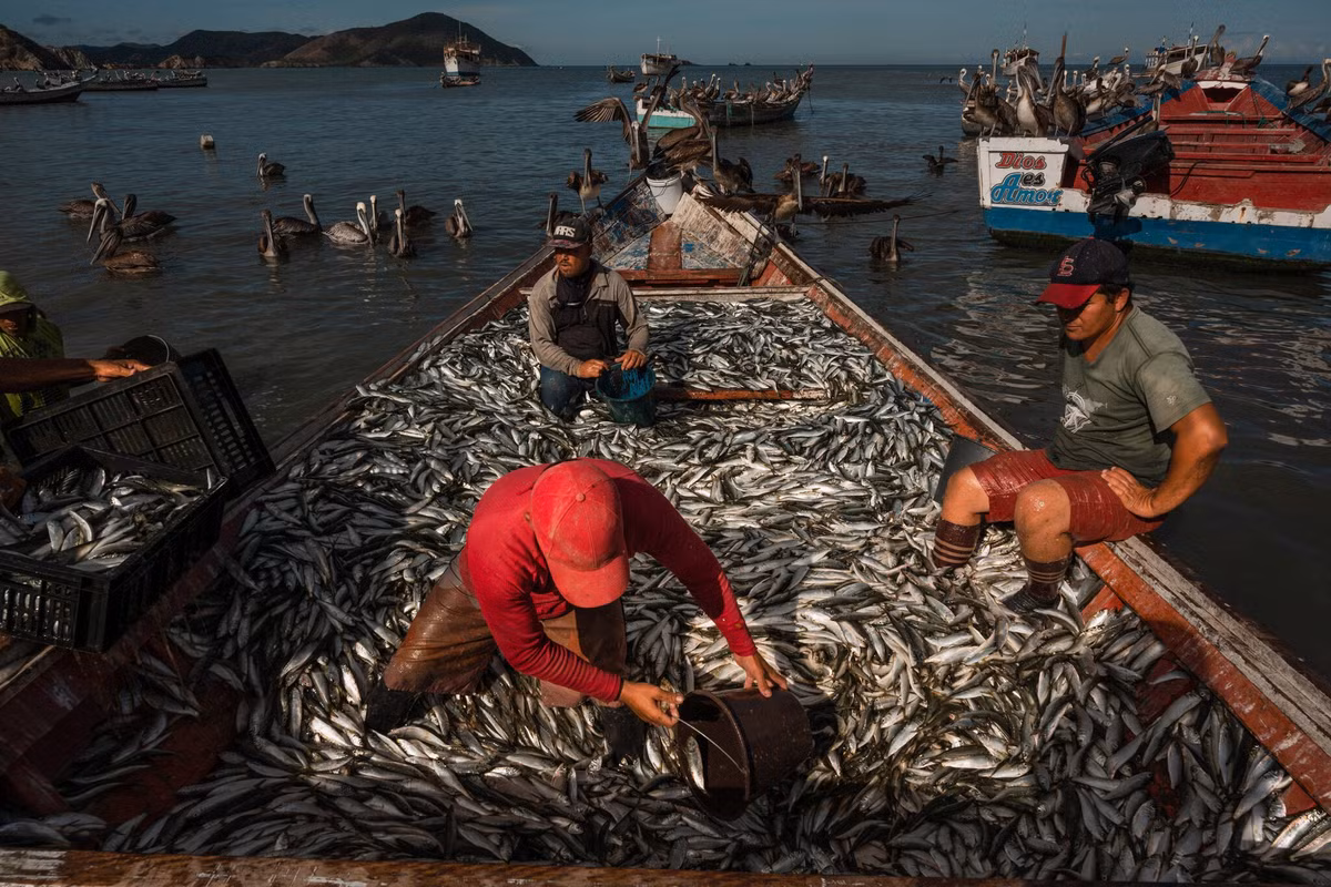 Nhung mon nu trang quy gia lien tiep dat vao bo bien Venezuela-Hinh-6