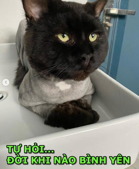 Trấn Thành khóc thét khi Hari Won “cạo sạch lông” thú cưng - Hình 3 Tran Thanh khoc thet khi Hari Won “cao sach long” thu cung-Hinh-3