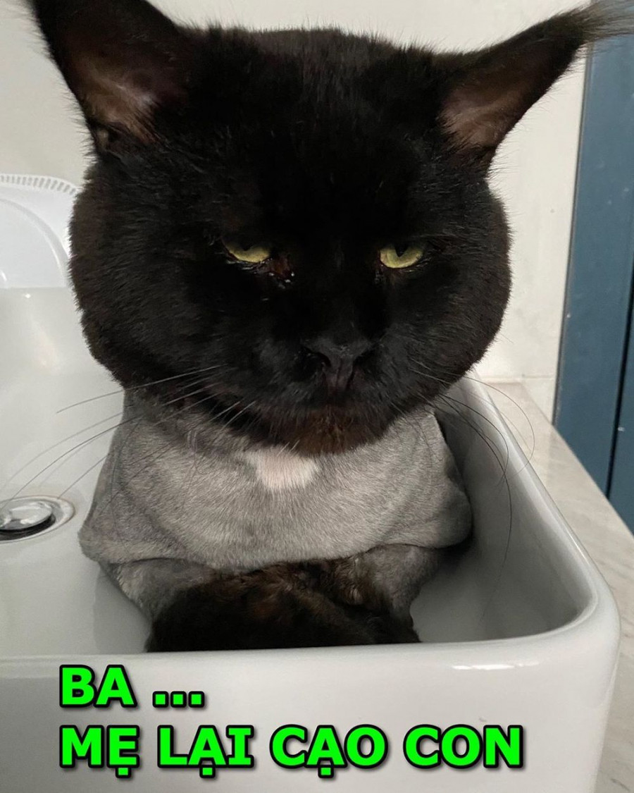 Trấn Thành khóc thét khi Hari Won “cạo sạch lông” thú cưng - Hình 2 Tran Thanh khoc thet khi Hari Won “cao sach long” thu cung-Hinh-2