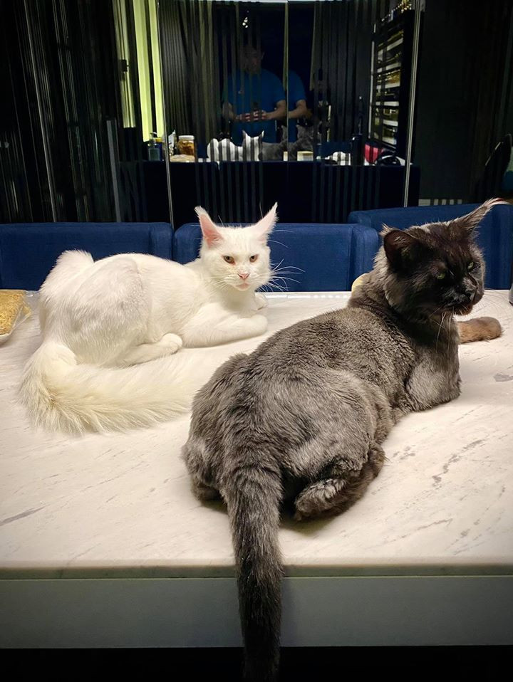 Trấn Thành khóc thét khi Hari Won “cạo sạch lông” thú cưng - Hình 6 Tran Thanh khoc thet khi Hari Won “cao sach long” thu cung-Hinh-6