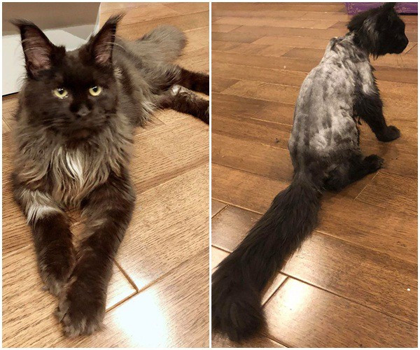 Trấn Thành khóc thét khi Hari Won “cạo sạch lông” thú cưng - Hình 4 Tran Thanh khoc thet khi Hari Won “cao sach long” thu cung-Hinh-4