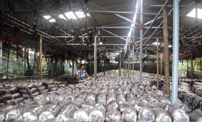 Lao nong thu nhap hon 300 trieu/nam nho trong loai cay nay-Hinh-5