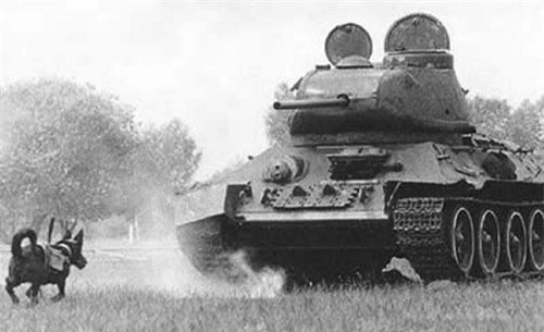 Những vũ khí kỳ lạ của Thế chiến 2 ảnh 6 Những vũ khí kỳ lạ của Thế chiến 2 ảnh 6