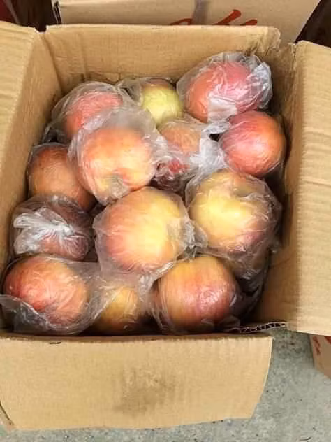 Nguon goc loai tao da sieu re duoc don la dac san Ha Giang-Hinh-3