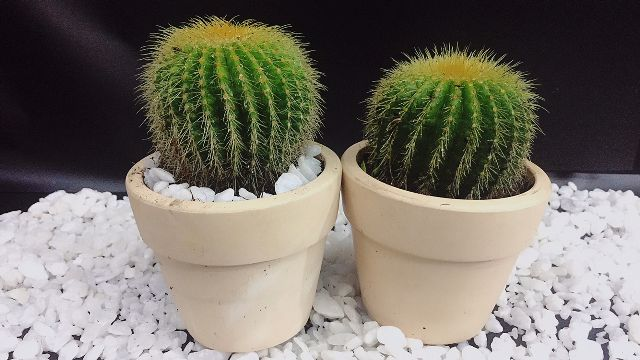 Nhung loai hoa pha phong thuy khong duoc de trong nha-Hinh-3