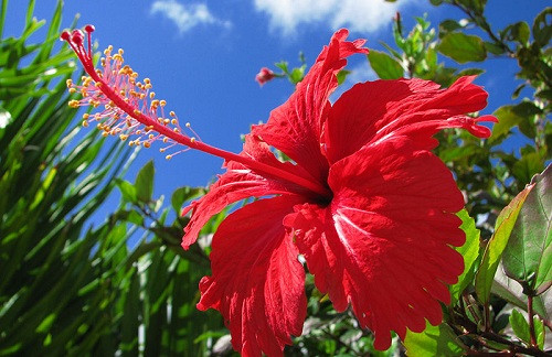 Nhung loai hoa pha phong thuy khong duoc de trong nha-Hinh-5