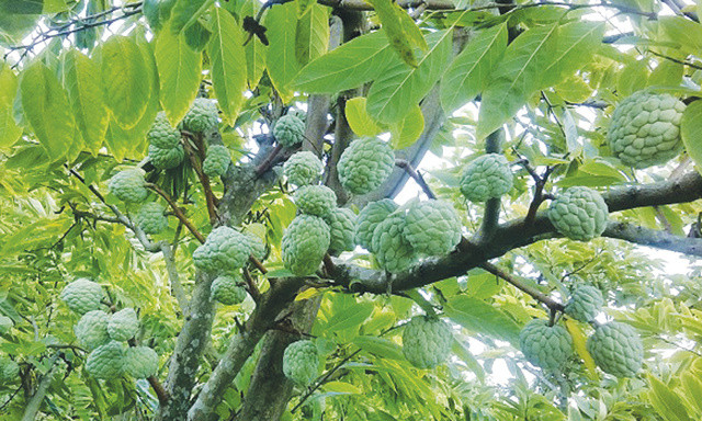 Loai na dac biet o Hai Phong, dan buon ve tan vuon canh mua-Hinh-3