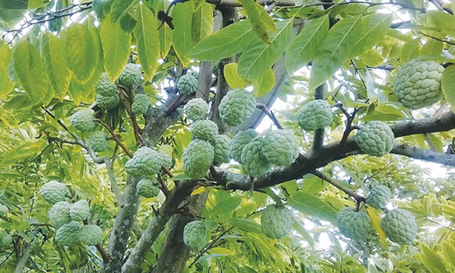 Loai na dac biet o Hai Phong, dan buon ve tan vuon canh mua-Hinh-3