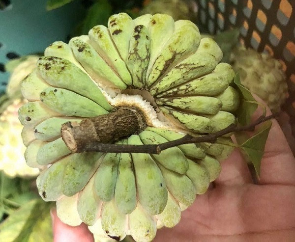 Loai na dac biet o Hai Phong, dan buon ve tan vuon canh mua