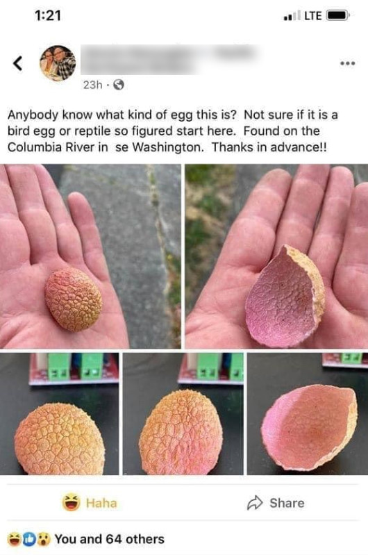 Nhat duoc vo qua vai, nguoi dan ong nuoc My hot hoang