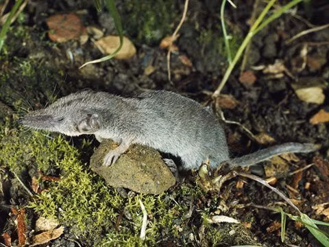 Loai dong vat nao co xuong song nho nhat the gioi?-Hinh-3