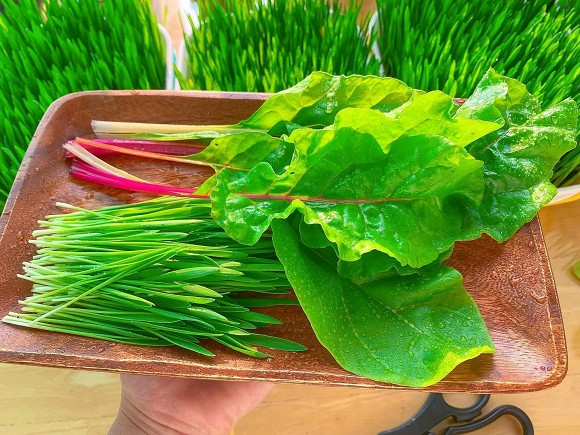 Sang nuoc ngoai dinh cu cung chong, co gai xot ruot vi rau dat nhu vang-Hinh-3