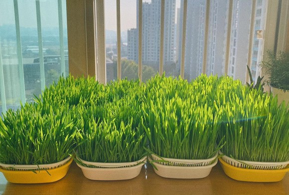 Sang nuoc ngoai dinh cu cung chong, co gai xot ruot vi rau dat nhu vang-Hinh-9