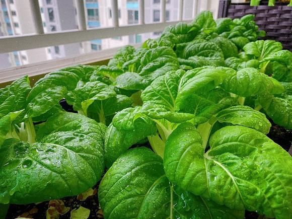 Sang nuoc ngoai dinh cu cung chong, co gai xot ruot vi rau dat nhu vang-Hinh-14