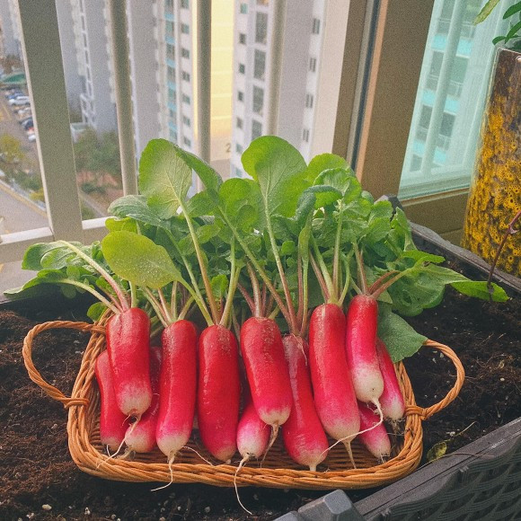 Sang nuoc ngoai dinh cu cung chong, co gai xot ruot vi rau dat nhu vang-Hinh-10