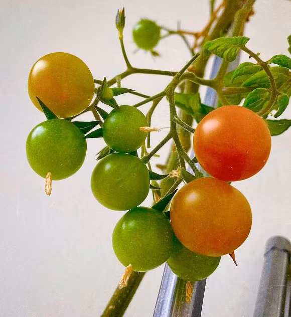 Sang nuoc ngoai dinh cu cung chong, co gai xot ruot vi rau dat nhu vang-Hinh-12