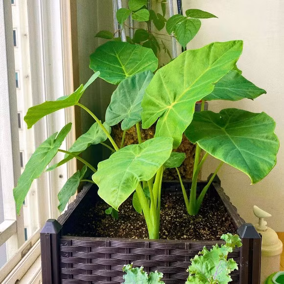 Sang nuoc ngoai dinh cu cung chong, co gai xot ruot vi rau dat nhu vang-Hinh-13