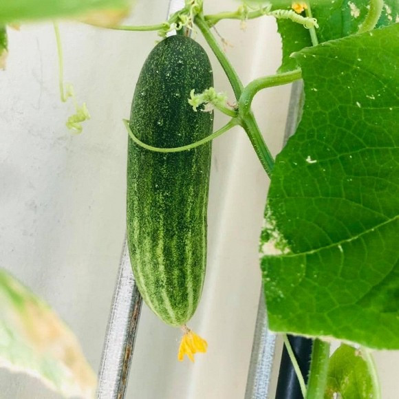 Sang nuoc ngoai dinh cu cung chong, co gai xot ruot vi rau dat nhu vang-Hinh-7