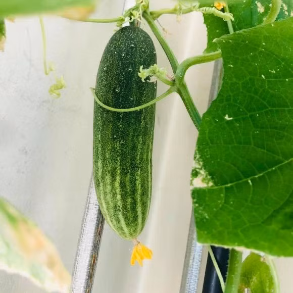 Sang nuoc ngoai dinh cu cung chong, co gai xot ruot vi rau dat nhu vang-Hinh-7