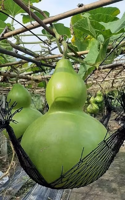 Lao nong so huu vuon bau tien doc nhat vo nhi