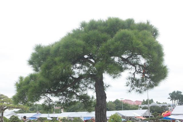 Choang vang cay thong van nien tung canh do bat-Hinh-3