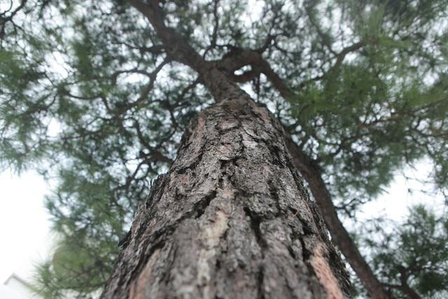 Choang vang cay thong van nien tung canh do bat-Hinh-2