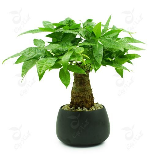 4 loại cây phong thủy nghe tên đã thấy giàu - Hình 2 4 loai cay phong thuy nghe ten da thay giau-Hinh-2