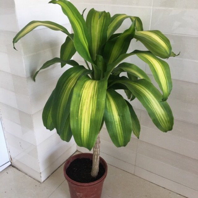 4 loại cây phong thủy nghe tên đã thấy giàu - Hình 4 4 loai cay phong thuy nghe ten da thay giau-Hinh-4