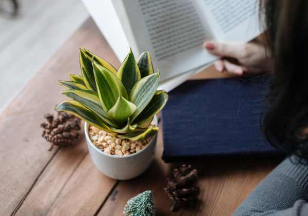 Top 5 loại cây ví như máy lọc không khí, hút sạch chất độc Top 5 loai cay vi nhu may loc khong khi, hut sach chat doc