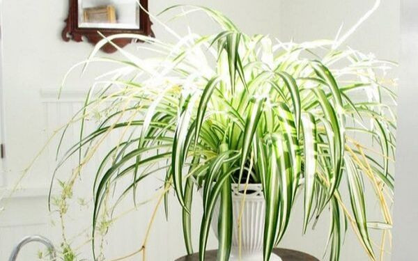 Người mệnh Kim thì trồng cây gi giúp tăng cường tài lộc Nguoi menh Kim thi trong cay gi giup tang cuong tai loc