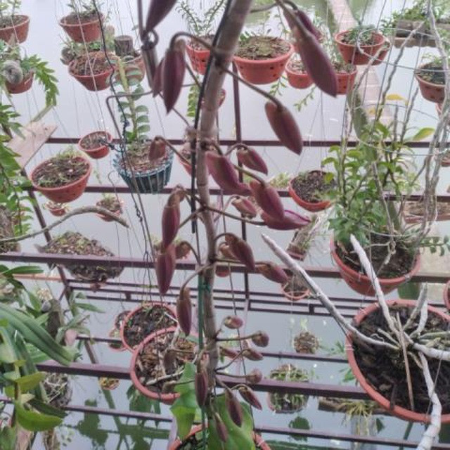 Dinh cu lua phi diep dot bien 2,6 ty dong tuoi xe chieu