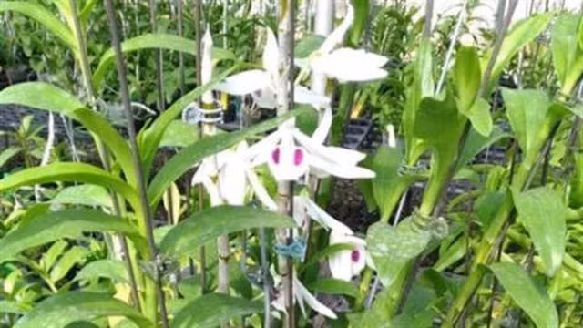 Dinh cu lua phi diep dot bien 2,6 ty dong tuoi xe chieu-Hinh-2