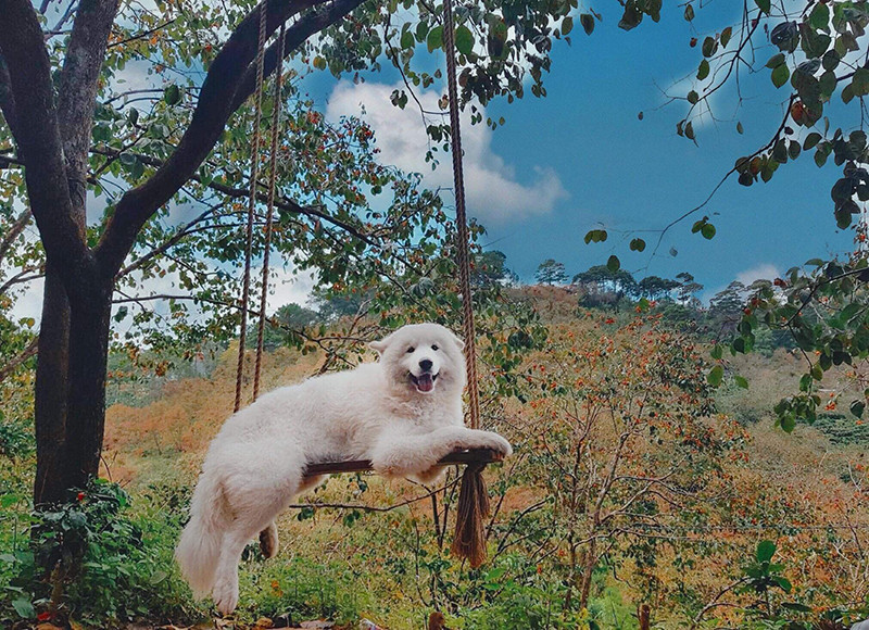 Di du lich phai check-in cung thu cung moi 'trendy'-Hinh-2