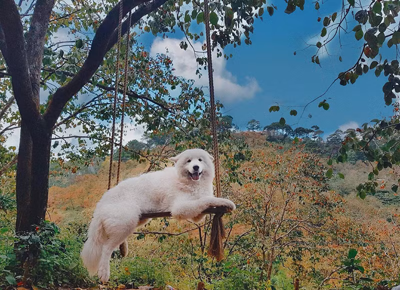 Di du lich phai check-in cung thu cung moi 'trendy'-Hinh-2