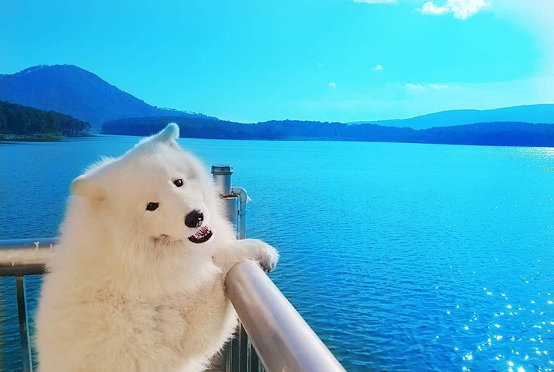 Di du lich phai check-in cung thu cung moi 'trendy'-Hinh-3