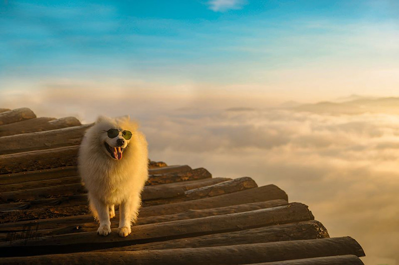 Di du lich phai check-in cung thu cung moi 'trendy'-Hinh-13