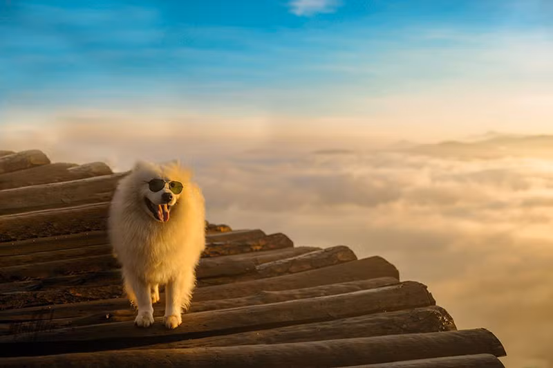 Di du lich phai check-in cung thu cung moi 'trendy'-Hinh-13