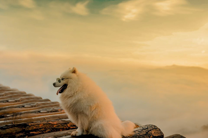 Di du lich phai check-in cung thu cung moi 'trendy'-Hinh-16