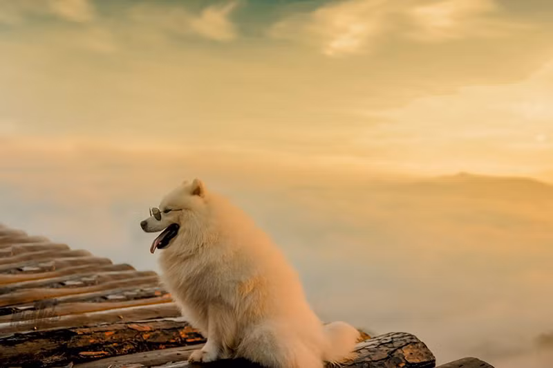 Di du lich phai check-in cung thu cung moi 'trendy'-Hinh-16