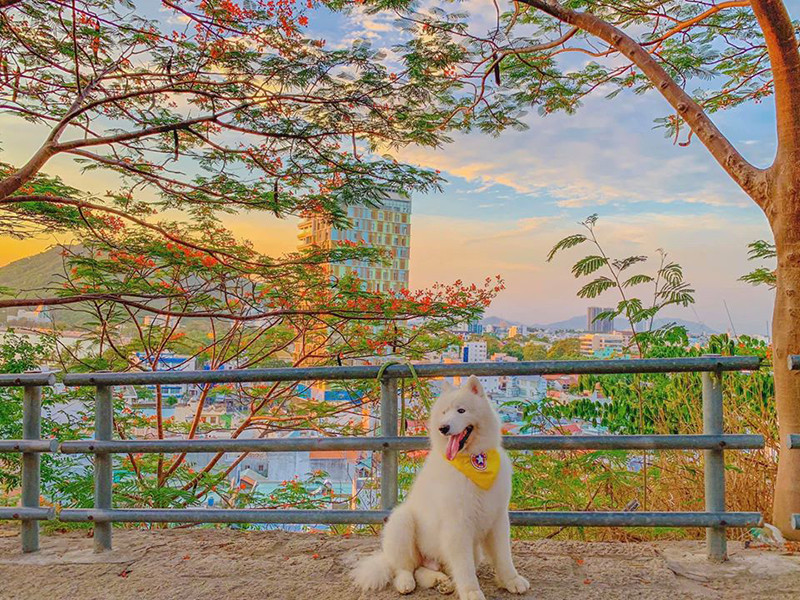 Di du lich phai check-in cung thu cung moi 'trendy'-Hinh-8