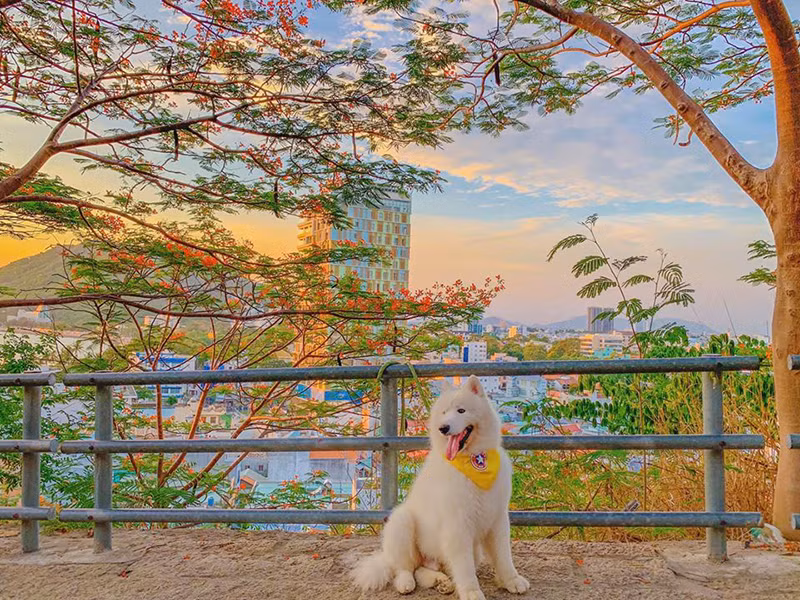 Di du lich phai check-in cung thu cung moi 'trendy'-Hinh-8